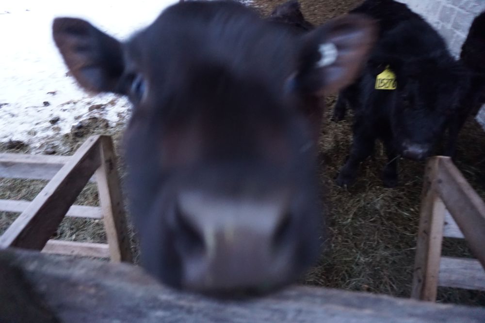 Radisovich Farms Logo