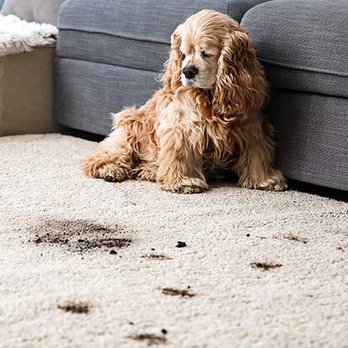 Guarantee Carpet Cleaning - Carpet Cleaning Near Me - Gaithersburg, Maryland Guarantee Carpet Cleaning - Carpet Cleaning Near Me - Gaithersburg, Maryland