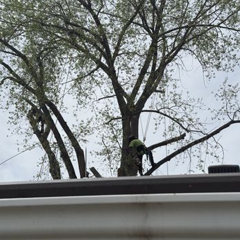 Knothead Tree and Lawn Care - Tree Services Near Me - Castle Rock, Colorado Knothead Tree and Lawn Care - Tree Services Near Me - Castle Rock, Colorado
