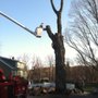 Photo of White Hills Tree Removal