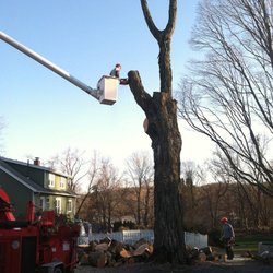 White Hills Tree Removal