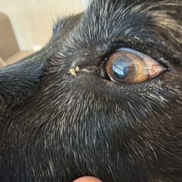 My dog just got back from camp bow wow, she came back with a large amount of green goop coming from her eye. My dog just got back from camp bow wow, she came back with a large amount of green goop coming from her eye.
