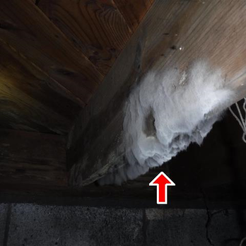 RVA Homespec - Mold In Crawlspace, Home Inspection Services - Home Inspectors Near Me - Powhatan, Virginia RVA Homespec - Mold In Crawlspace, Home Inspection Services - Home Inspectors Near Me - Powhatan, Virginia