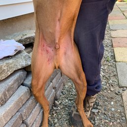 Pardon the risqué photo. Around his groin area appears MANY broken blood vessels Pardon the risqué photo. Around his groin area appears MANY broken blood vessels