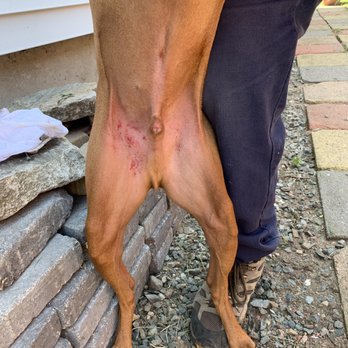 Belmont Pet Shop - Pardon the risqué photo. Around his groin area appears MANY broken blood vessels - Pet Stores Near Me - Belmont, Massachusetts Belmont Pet Shop - Pardon the risqué photo. Around his groin area appears MANY broken blood vessels - Pet Stores Near Me - Belmont, Massachusetts