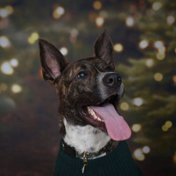 East Bay SPCA - Oakland - This is Nyx , Formally known as "Sandy Cheeks" at East Bay SPCA. - Animal Shelters Near Me - Oakland, California