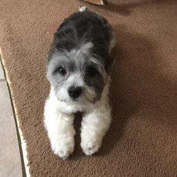PetSmart - After - Pet Training Near Me - EL PASO, Texas