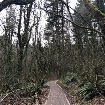 Forest Park - Wild cherry trail - Parks Near Me - Portland, Oregon