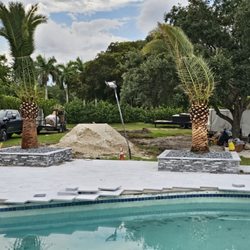 Elio Landscaping - Canary palm