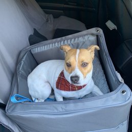 Him in the car after the bath Him in the car after the bath