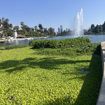 Echo Park Lake - I love all the lotus flowers. - Parks Near Me - Los Angeles, California
