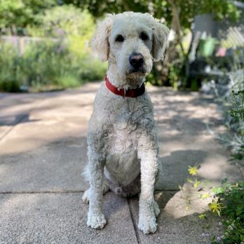 Happy Tails 2 You - Pet Sitting Near Me Happy Tails 2 You - Pet Sitting Near Me