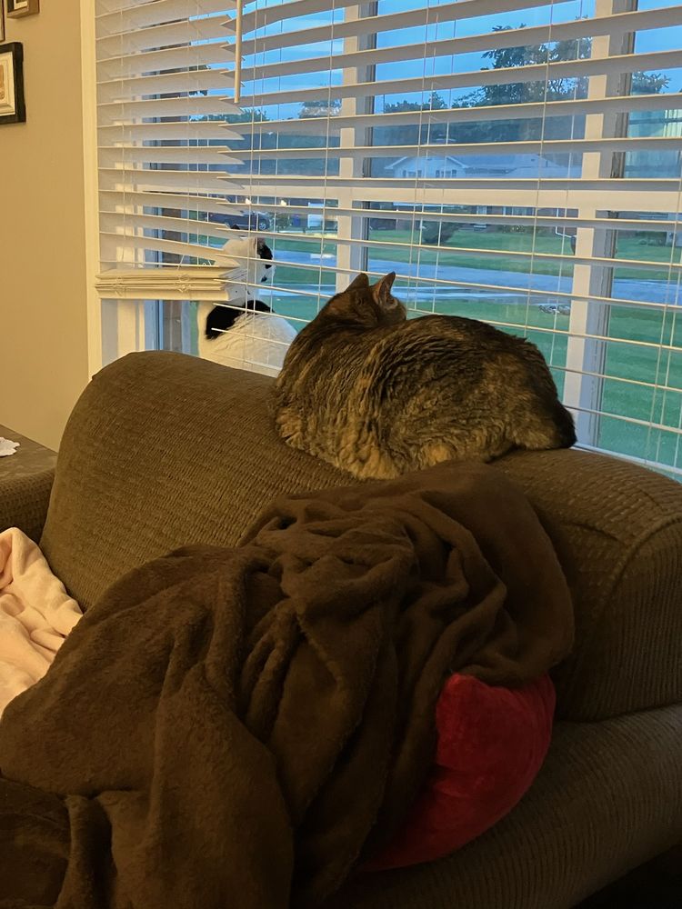 VETERINARY HOUSE CALLS Updated September 2024 7439 Middlebelt Rd