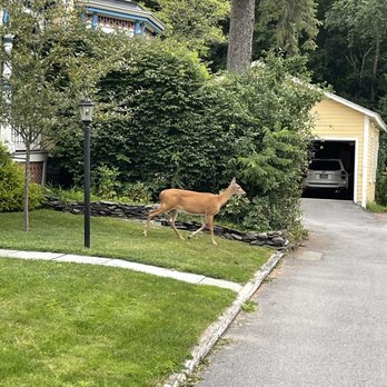 The White House Inn - Deer in front yard - Bed & Breakfast Near Me - Cooperstown, New York The White House Inn - Deer in front yard - Bed & Breakfast Near Me - Cooperstown, New York