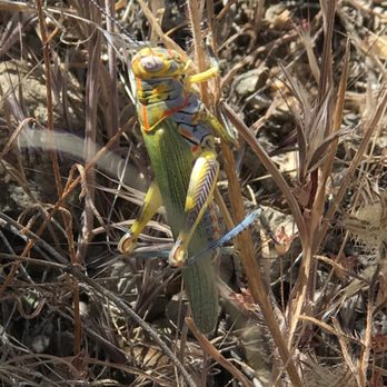 Sears Kay Ruins - Circus grasshopper 4.30.17 - Hiking Near Me - Scottsdale, Arizona Sears Kay Ruins - Circus grasshopper 4.30.17 - Hiking Near Me - Scottsdale, Arizona