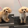 JuicePet