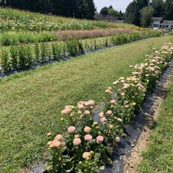 The Flower Stand - flower fields!