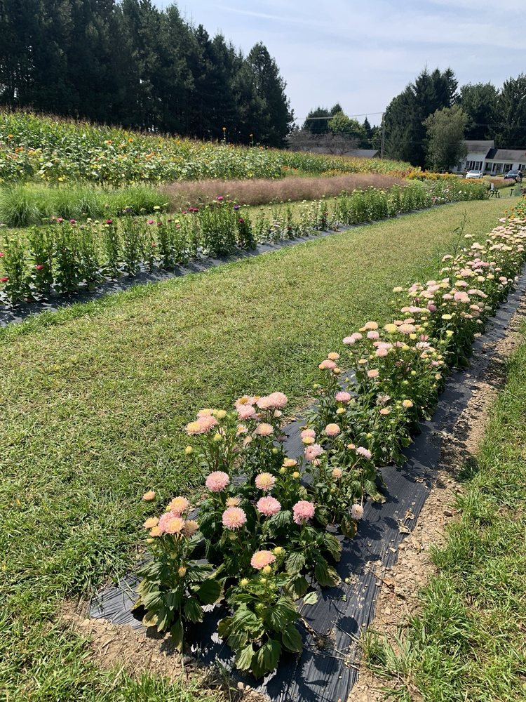 The Flower Stand Logo