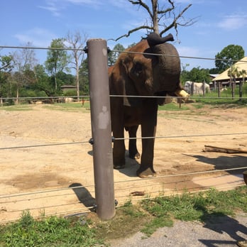 Birmingham Zoo - Bulwagi got his tusk cut off because of an infection. He is a very large male African Elephant. - Zoos Near Me - Birmingham, Alabama