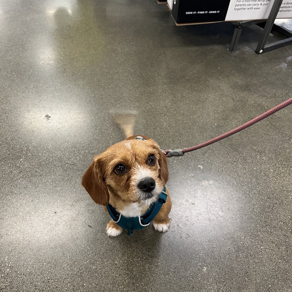 Petco - Pet Stores Near Me - Olympia, Washington Petco - Pet Stores Near Me - Olympia, Washington