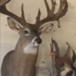 Big Rack Taxidermy