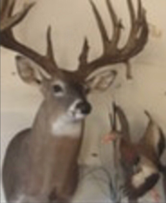 Big Rack Taxidermy - taxidermy in Austin, TX