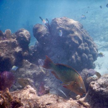 Silent World Dive Center - Scuba Diving Near Me - Key Largo, Florida