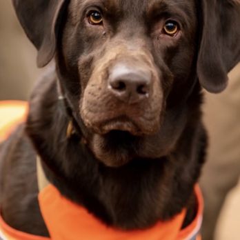 Markover Kennels - Pet Training Near Me - Danielson, Connecticut