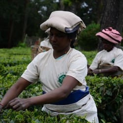 Zen's Alternative Health Resource Center - A new tea experience awaits