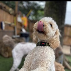 Rex & Roxy's - My pup at daycare!