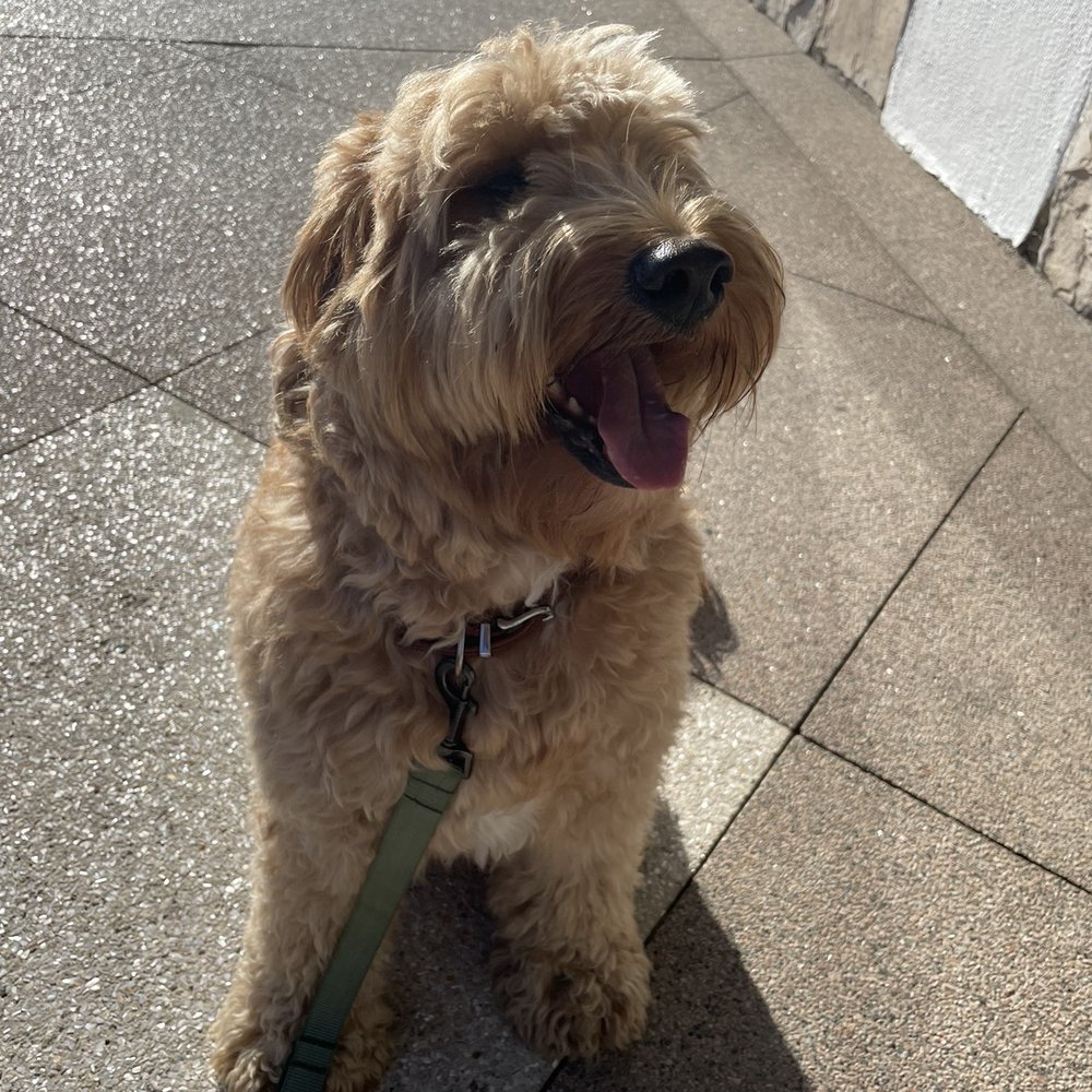 Finley Jack the Goldendoodle Finley Jack the Goldendoodle