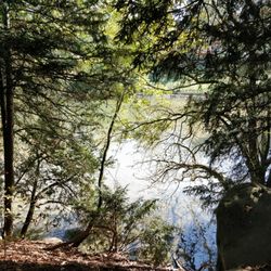 Le Bois de Boulogne
