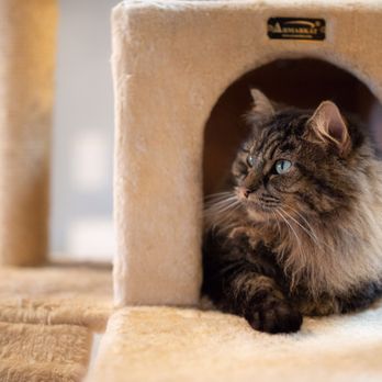 Safe Haven Pet Sanctuary - Animal Shelters Near Me - Green Bay, Wisconsin