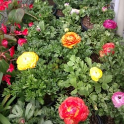 Stanfor Nursery - Renanculus mix
