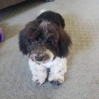 Groom To Bloom - Nice trim! - Pet Groomers Near Me - Los Angeles, California
