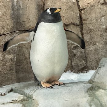 Biodôme de Montréal - Penguin (gentoo?) - Aquariums Near Me - Montreal, Quebec Biodôme de Montréal - Penguin (gentoo?) - Aquariums Near Me - Montreal, Quebec