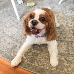 Freshly Groomed!