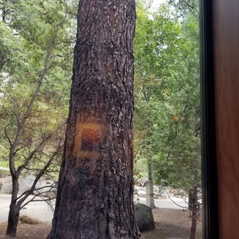 Mountain Room - Dining in the forest. Beauty, nature, bliss. - American Near Me - Yosemite Valley, California