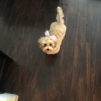 Lakeside Pet Spa - Raine after her first groom ever! (Maltipoo) - Pet Groomers Near Me - Plano, Texas Lakeside Pet Spa - Raine after her first groom ever! (Maltipoo) - Pet Groomers Near Me - Plano, Texas