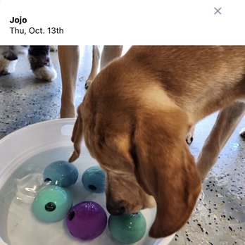 Playful Pack - Pet Boarding Near Me - Alexandria, Virginia