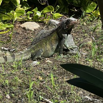 The Ritz-Carlton, St. Thomas - Iguana in the foliage - Hotels Near Me - St. Thomas, Virgin Islands
