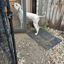 Arbuckle Pet Resort