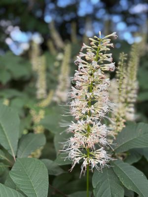 Olbrich Botanical Gardens by null