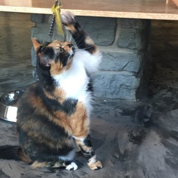 Seattle Meowtropolitan - Playful calico - Themed Cafes Near Me - Seattle, Washington Seattle Meowtropolitan - Playful calico - Themed Cafes Near Me - Seattle, Washington