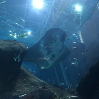 Georgia Aquarium - Manta rays 27.3.19 - Aquariums Near Me - Atlanta, Georgia