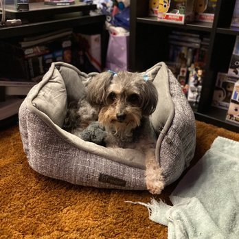 Discount Pets - This is our baby Blue after the groomer! Denise was amazing and so kind to a very frightened lost dog. - Pet Groomers Near Me - Anaheim, California