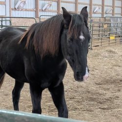 Tranquil Companion - My Malabar Arabian gelding, Ace