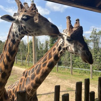 Twycross Zoo - Zoos Near Me - Atherstone, WAR Twycross Zoo - Zoos Near Me - Atherstone, WAR