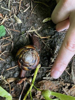 Hoyt Arboretum by null