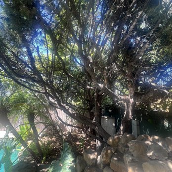 Affordable Tree Care - Dry branches - Tree Services Near Me